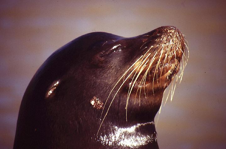 Primo piano - Galapagos 1994